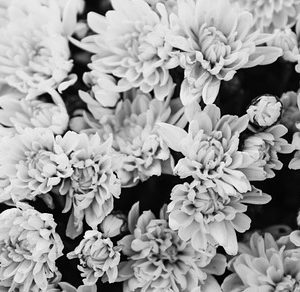 Chrysanthetum Background