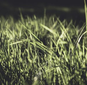 Fresh Grass Background