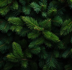 Christmas Fir Tree Background