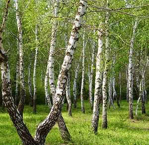 Birch Trees