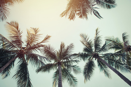 Coconut Palm Trees